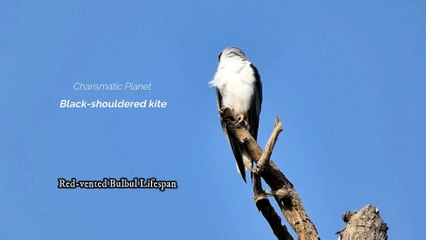 Black shouldered kite