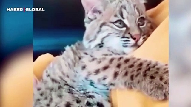 Kedi zannederek vaşağı sahiplendi, yaşadığı değişim izlenme rekoru kırdı