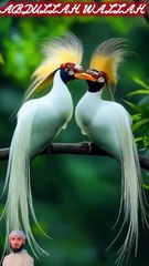 surah mulk 15 create #shorts #viralvideo #shortsvideo #shortfeed #NatureInspiredByQuran #bird