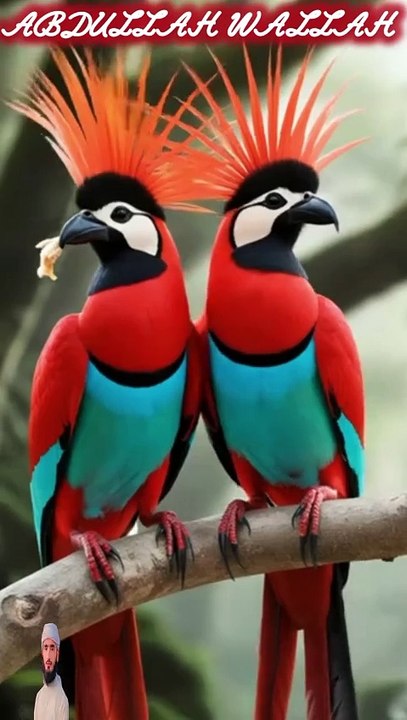 surah mulk 17 create #shorts #viralvideo #shortsvideo #shortfeed #NatureInspiredByQuran #bird