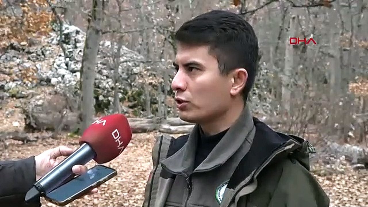 Dünyada sadece Türkiye'de var: Bu ormana özel izinle girilebiliyor