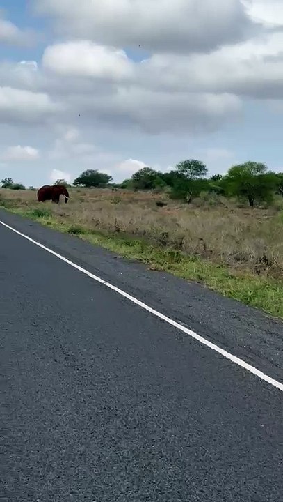 Elephant