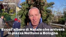 Ecco l'albero di Natale che arriver? in piazza Nettuno a Bologna