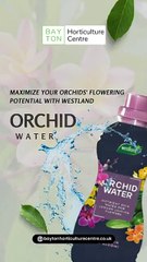 What are the benefits of Orchid Water?