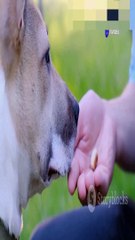 Is Using Treats to Stop Barking BAD. 🐶