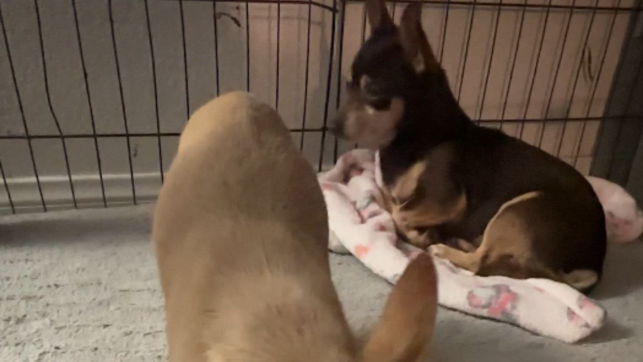 Soaked and scared: Woman rescues puppies shivering in the cold rain