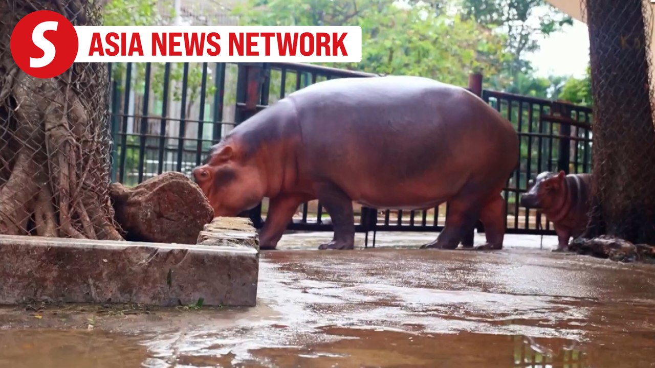 Vietnam News | Baby hippo steals the show at Hanoi Zoo