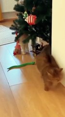 Funny Pussy Cat - Fresh Spar Technologies - Manojkumar Chandrasekar