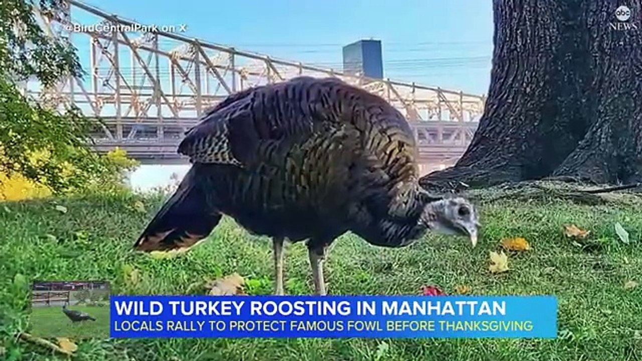 New Yorkers protect wild Turkey roaming in the city