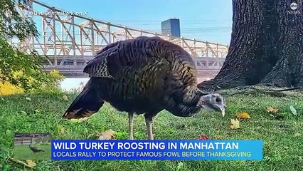 New Yorkers protect wild Turkey roaming in the city
