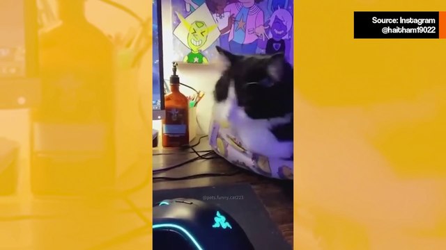 Hulvaton video: kissat nukkuvat mitä hauskimmilla tavoilla