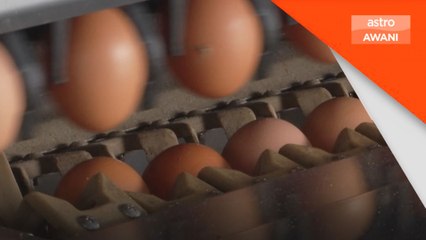 Malaysia mampu jadi peneraju pengeluar telur tanpa sangkar