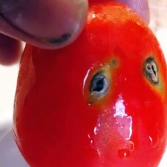 الطماطم حزينة من قلة الامطار