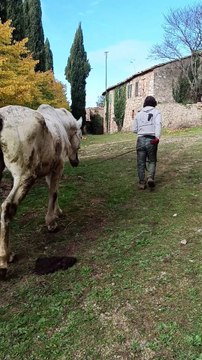 Siena, il cavallo Gandalf viene portato al pensionato di Montaione