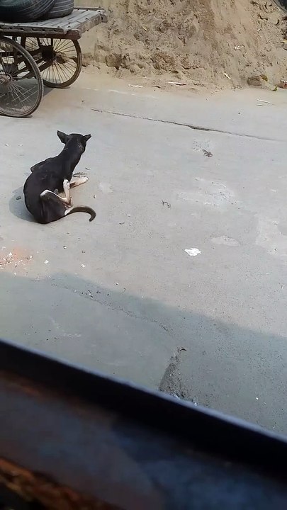 Dog on Road