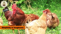 How Amish Prevent Chicken Diseases Without Vaccines(1080P_HD)