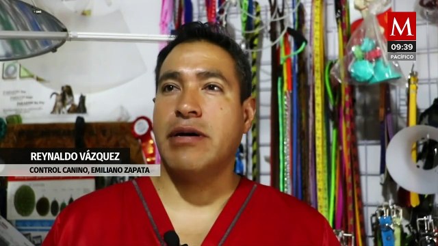 Reportan envenenamiento masivo de perros en Hidalgo; 76 canes han sido sacrificados