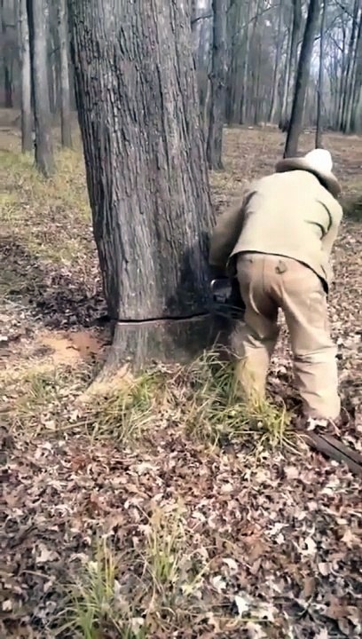 Dog Funny Video #32 (11-23-2024)