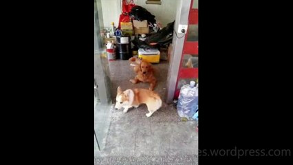 Dog Funny Video #34 (11-23-2024)