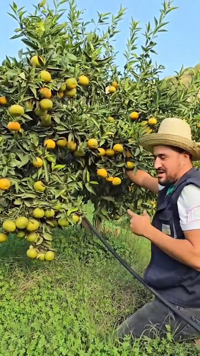 إنتاج جيد للبرتقال على علو قارب 700 متر بولاية بومرداس