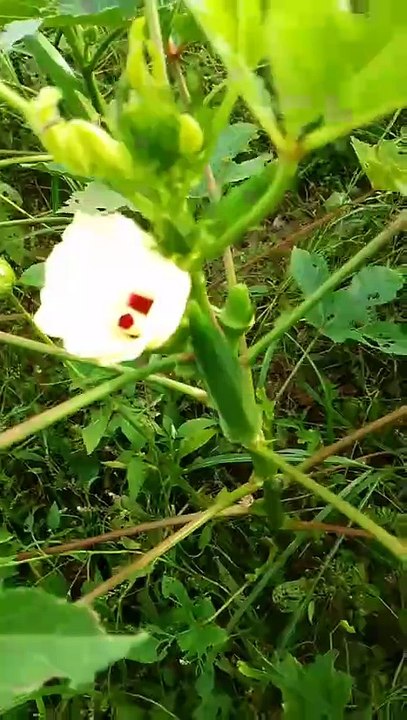 भिंडी मसाला की रेसिपी जब ऐसे बनाएंगे सब मजे se खाएंगे। How to make leady finger