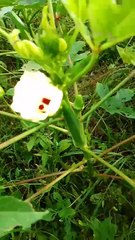 भिंडी मसाला की रेसिपी जब ऐसे बनाएंगे सब मजे se खाएंगे। How to make leady finger