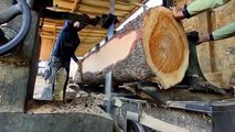 Scie trompeuse, découverte surprenante dans ce bois dur || Scierie