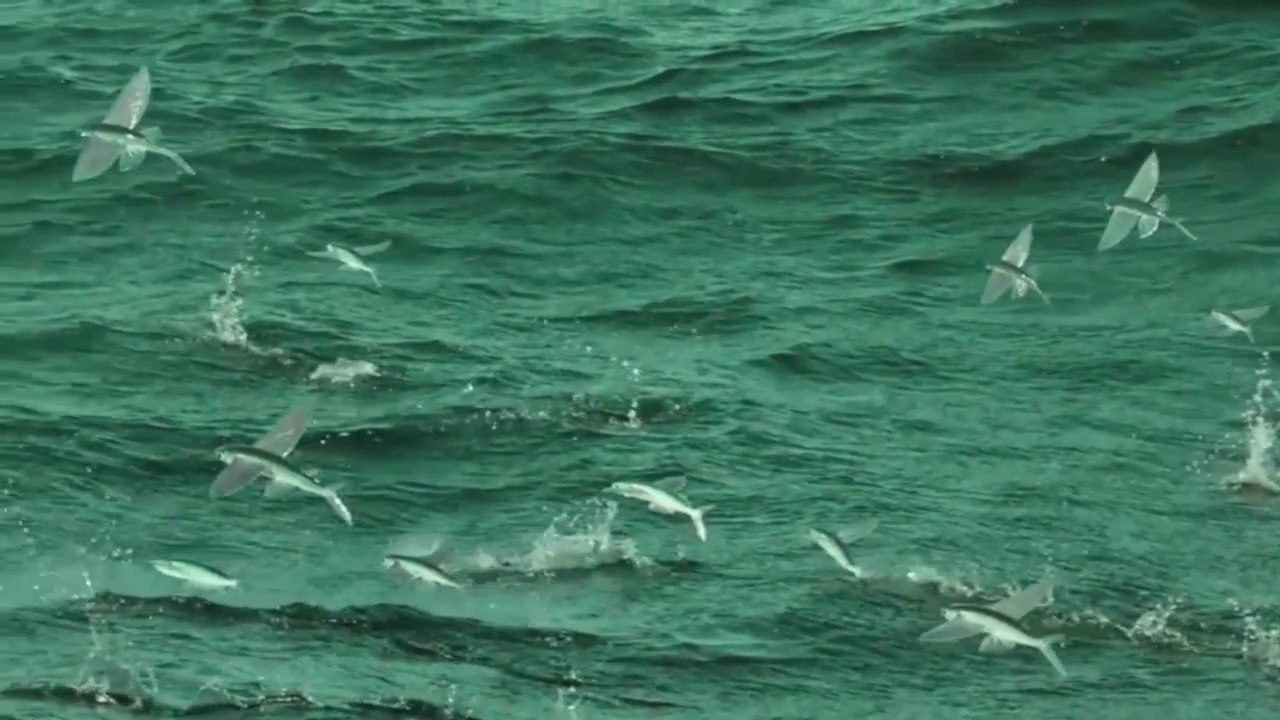 সামুদ্রিক উড়ন্ত মাছ | Marine flying fish