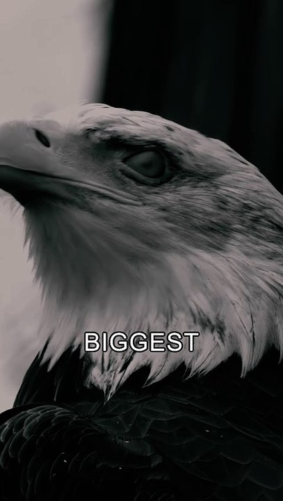 No Limits, Only Possibilities - Motivation Speech