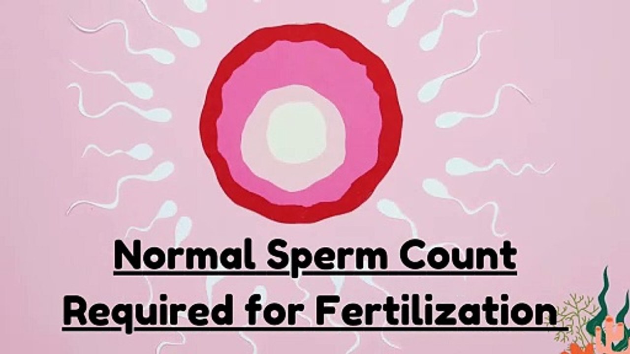 Normal Sperm Count in Semen | Minimum Sperm Count for Fertilization Explained