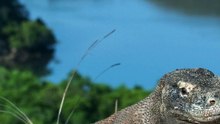 Amazing Komodo Dragons: How They Reproduce Without Males!