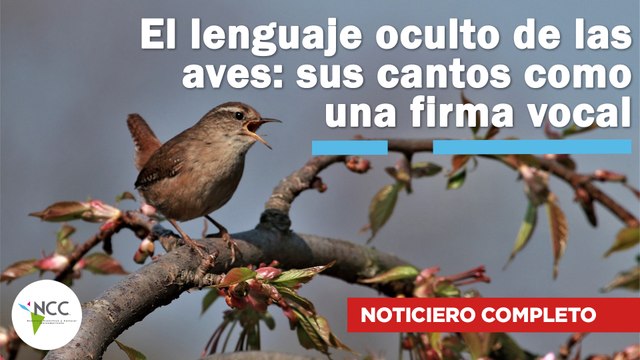 El lenguaje oculto de las aves: sus cantos como una firma vocal | 711 | 25 de nov. - 1 de dic. 2024