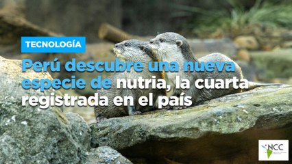 Perú descubre una nueva especie de nutria, la cuarta registrada en el país