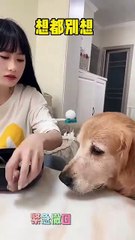 Why do you eat meat and I drink soup_ Yuanbao, you are looking for trouble, right_ I want to eat