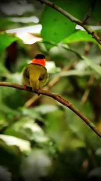 Most Colorful Birds In The World | Stunning Nature | Birds Sounds | Learn Names of Birds