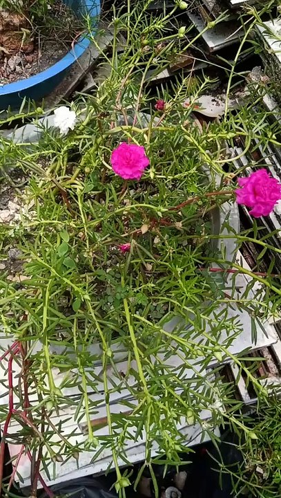 Beautiful flowers