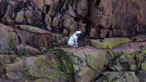 Video shows moment dog is rescued from dangerous cliff