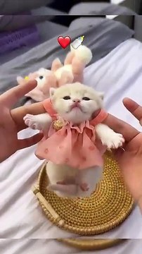 Cute my _cat _lovecats _cats _catvideos _kittens _catlover _princesscat _kitten(360P)