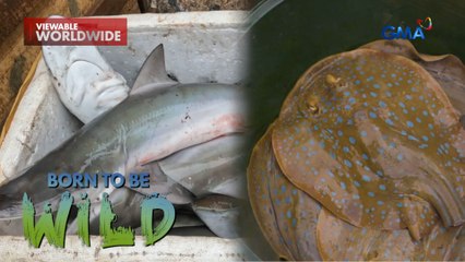 Endangered na pating at stingray, ibinibenta sa palengke sa Basilan! | Born to be Wild