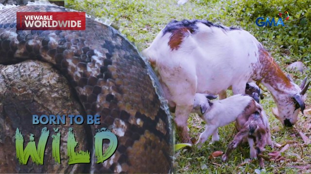 Dambuhalang sawa, kumain ng isang buong kambing?! | Born to be Wild