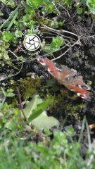 🇫🇷 les papillons font-ils leurs besoins ? 🇬🇧Do butterflies poop?