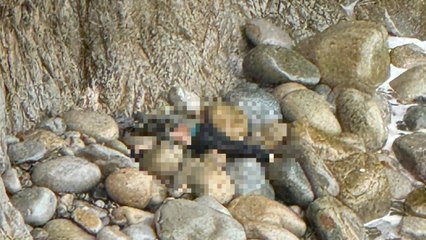 Bất chấp nguy hiểm đi đào cây cảnh, người đàn ông rơi xuống vách núi tử vong thương tâm | VTC Now