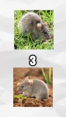 Connais-tu les animaux ?