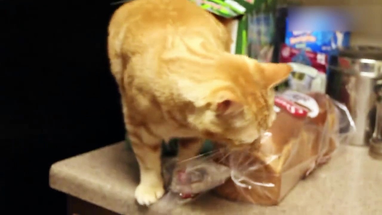 Funny Cat Videos Try Not To Laugh - 😆 Best Funny Videos Compilation