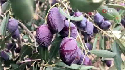 Günlük 3 bin TL ücretle çalışacak işçi bulamıyor