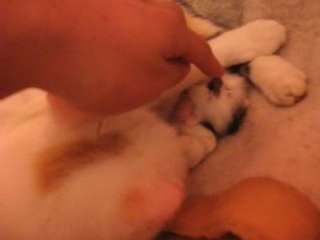 Sommeil de reglisse entre les pattes de sa maman