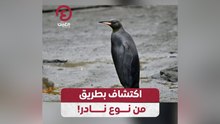 اكتشاف بطريق من نوع نادر!