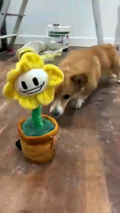 Mon chien a peur de Flowey#flowey #undertale #dog