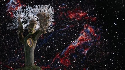 Robert Space  -  Tree Hollow