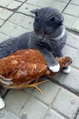 Cute animals #Aniamals #cuteanimls #animal